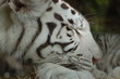 tigre