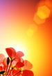 Red flowers over sunshine background
