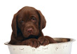 Puppy in the big bowl. Puppy in the big bowl.