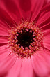 Macro flower