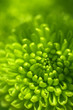 Green flower