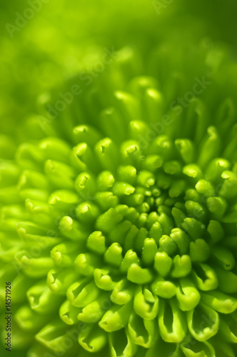 Photo: Green flower Green flower