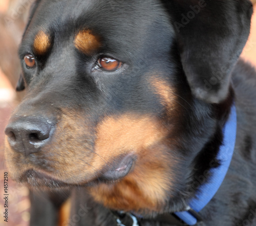 Photo: tête de chien tête de chien