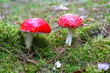 Fliegenpilze