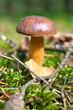 Maronenpilz