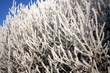 Baum im Frost