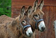 deux anes