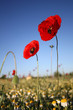corn poppy