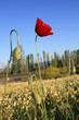 corn poppy