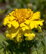 tagetes