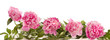 Peonies