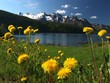 Löwenzahn vor norwegsicher Berglandschaft