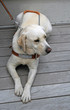 Chien d'aveugle Chien d'aveugle
