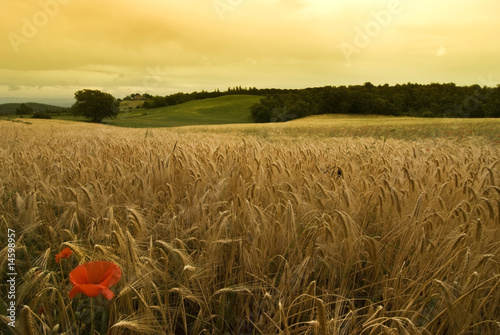 campagna dorata