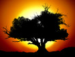arbre africain