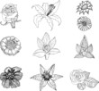 art pen flovers