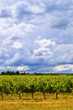 vignes