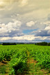 vignes