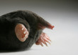 live mole