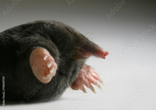 Photo: live mole live mole