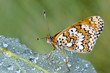 Photo: Butterfly Butterfly