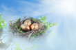 Nest with golden eggs