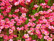 Fleurs de Saxifrage (Saxifraga arendsii )