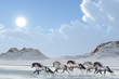 WINTER AFTERNOON