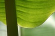 Photo: Bananenblatt Bananenblatt