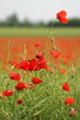 poppies