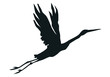 stork