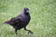 Raven