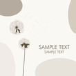 new dandelions background....
