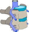 vertebra