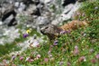 Marmotte