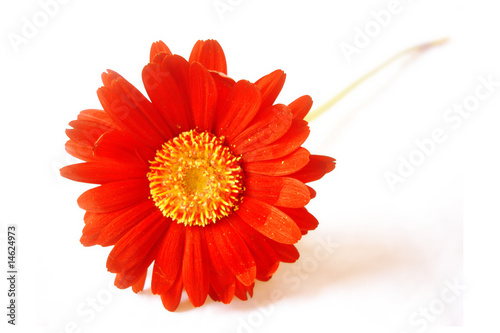 Foto: Gerbera Gerbera