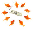 fishing with dollar note fishing with dollar note