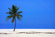 An isolated coconut palm on a beach in the Bahamas.