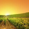 Vineyard on a hill