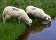 Sheep on the Bistra mountain from Macedonia Sheep on the Bistra mountain from Macedonia