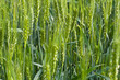 Blooming ears of wheat