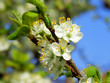 Zwetschgenblüte Makro