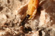 Repas de fourmis