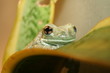 Grenouille