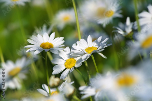 Foto: margeriten margeriten