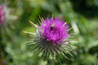 Mariendistel