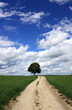 einsamer baum einsamer baum