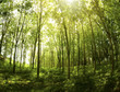 Rubber Plantation.