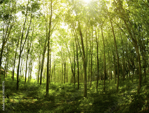 Photo: Rubber Plantation. Rubber Plantation.