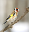 goldfinch at the branch goldfinch at the branch